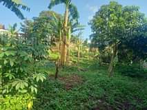 Nankabirwa J.