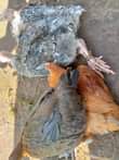 A picture of Guniea Fowls available pair 100 000 to 120 000 Turkeys