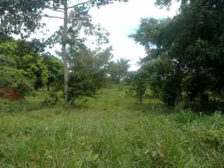 A picture of 5 ACRES WITH READY TITLE FOR SALE IN BUTALANGU KYANYA