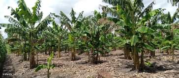 A picture of 6 acres for sale with different projects at 132m 22m