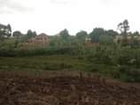 A picture of Quick sale 7 5m Plot size 100by50ft with ready land