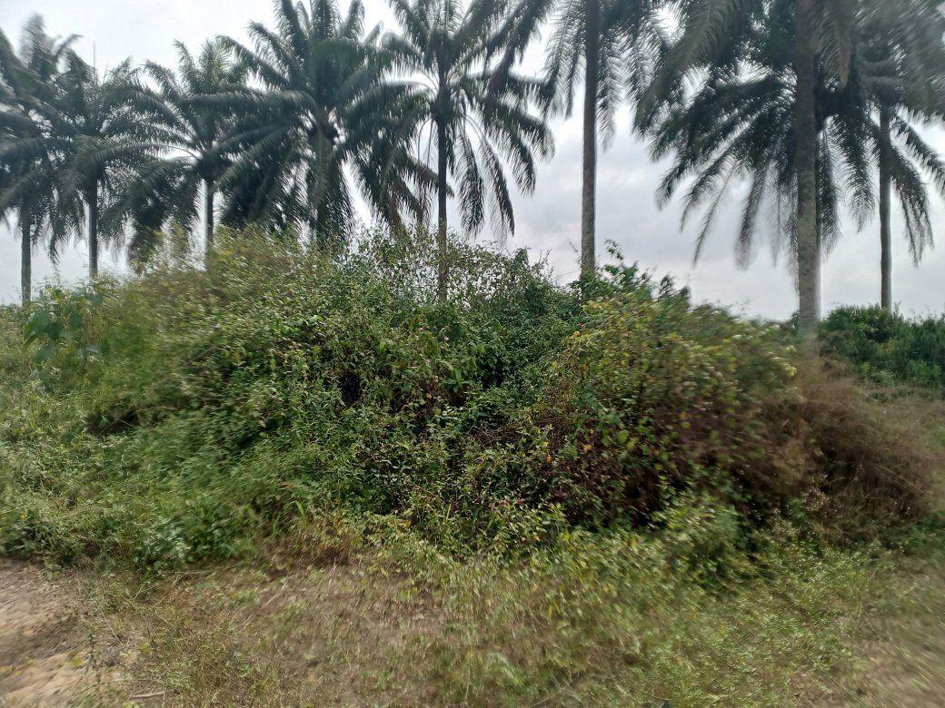 A picture of Landed property