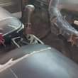 A picture of CANTER CRANE TANI TATU
