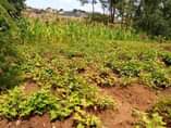 A picture of Gayaza Nalya estate plor on quick sale