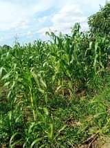 A picture of X mas offer 6 arces for sale at kireka nakasongora