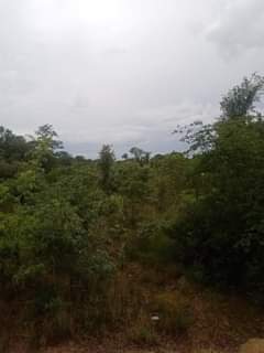 stands