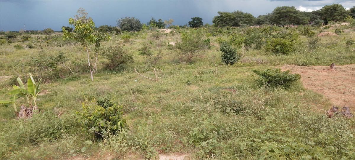 agricultural