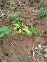 A picture of Land for sale