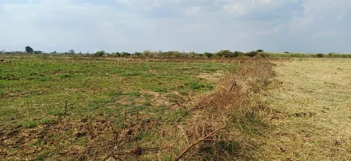 A picture of Kila ekari moja