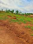 A picture of NKOWE ESTATE WAKISO TOWN 50BY100 WITH READY LAND TITLE AT