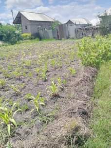 A picture of Kiwanja kinauzwa ipo Arusha mkonoo bondeni kati