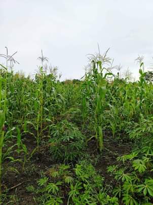 A picture of 62 ACRE FARM AT NDEJJE BOMBO 25M PER ACRE TITLED