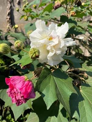 A picture of Rachels outdoor flower designs