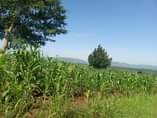 A picture of 7 Acres on sale with fertile soils flat access to