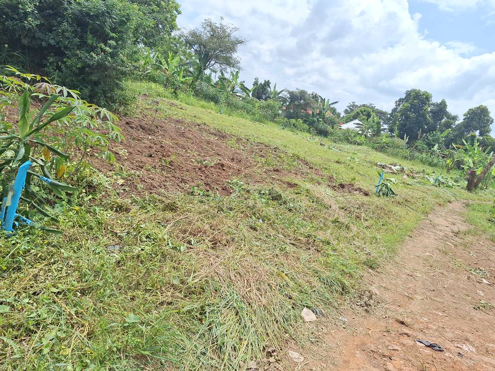 A picture of Cheap plots