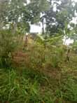 A picture of Land for sale at mukuno 50 100 12.5millions