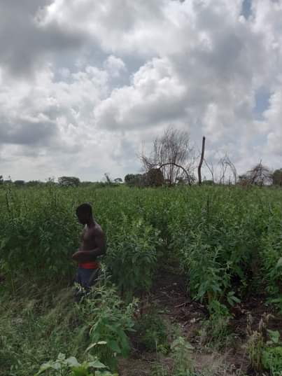 A picture of 300 hectres for lease at bungu kibiti call me 0717907020