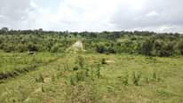A picture of Plots for sale Namayumba Tarmac Viewing Estate