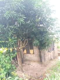A picture of Nyumba