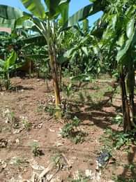 A picture of ANTI MR PROPERTY MANAGEMENT PLOT FOR SALE LOCATED AT MUNYONYO