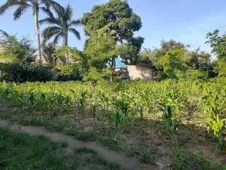 A picture of Mabanda