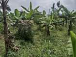 A picture of BANANA PLANTATION FOR SALE THREE 3Acers of Land for sale