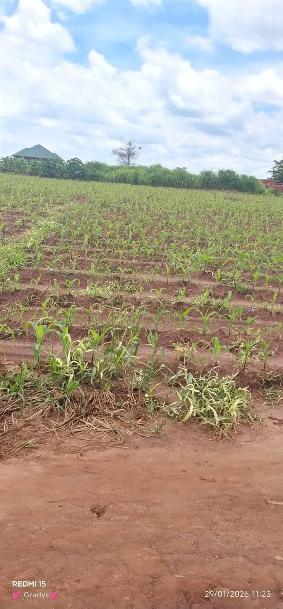 land