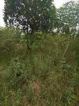 A picture of 10 fertile acres on sale all 120m with ready tittle