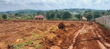 A picture of 50 100ft plots at our wakiso nkowe tarmac view estate