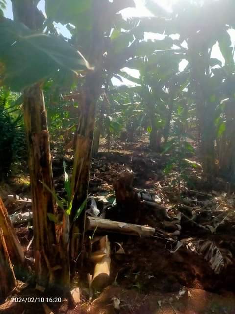 A picture of Ready banana plantation for sale in 14km 0ff bombo kalule