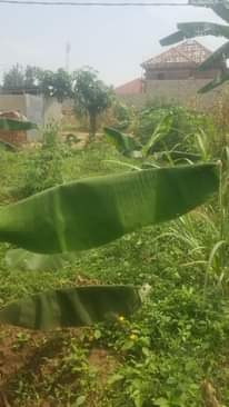 A picture of mailo land