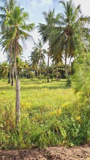 diani