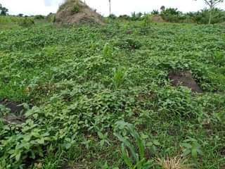 A picture of 100 arces for sale at luwero kabunyata town at 7m