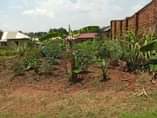 A picture of Nansana naluvule estate