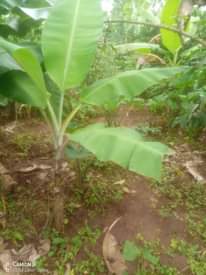 A picture of Land