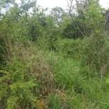 A picture of SHAMBA HEKA TANO LINAUZWA HALIJASAFISHWA LIPO MZENGA ZEGERO WILAYA YA