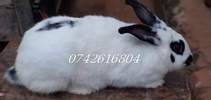 A picture of 0742616804