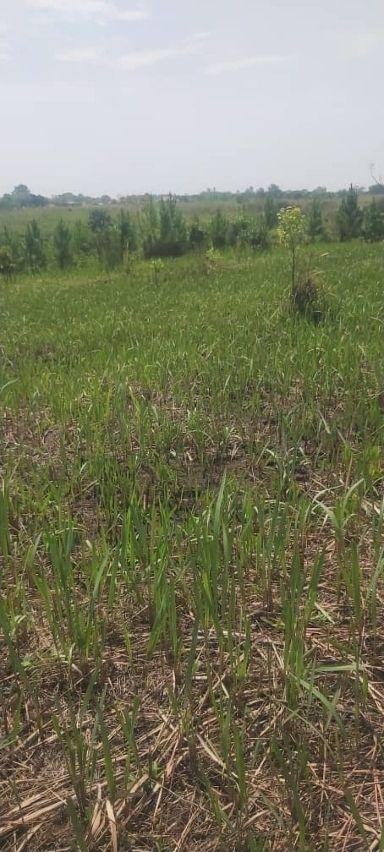 A picture of Land
