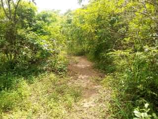 A picture of Shamba la eka 100 linauzwa milioni 20 halikatwi Linauzwa lote