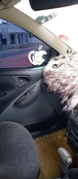 A picture of Nissan Dualis Cheeses