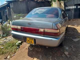 A picture of Corolla kikumi