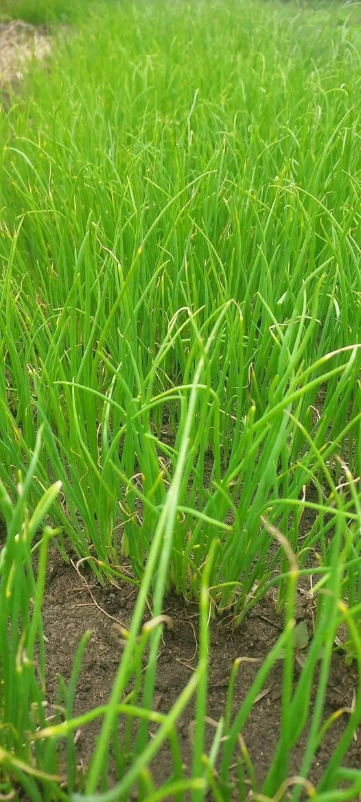 seedlings