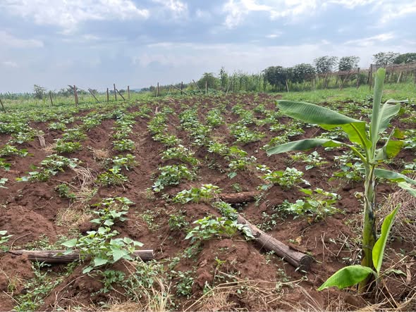 A picture of KIBANJA 1 FERTILE ACRE FOR SALE IN NAKASEKE