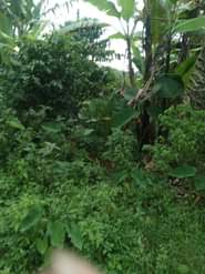 A picture of ANTI MR PROPERTY MANAGEMENT PLOT FOR SALE LOCATED AT KASANJE