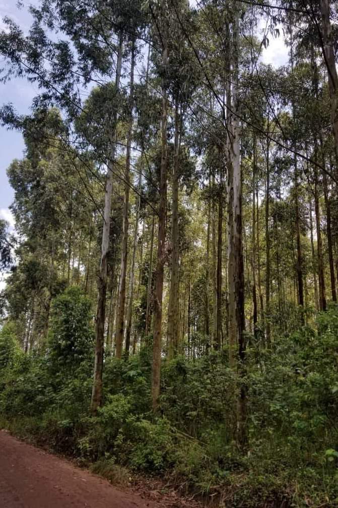 Kiggundu J.