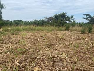 A picture of 2acres 15decimals of land in busika kalangala at shs 110m
