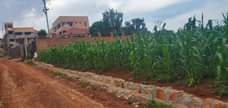 A picture of 100 100ft 25decimals for sale in Seguku Katale With ready