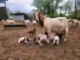 A picture of FEW GOATS REMAINING FOR GRAB WITH READY DELIVERIES EVERY WEEK