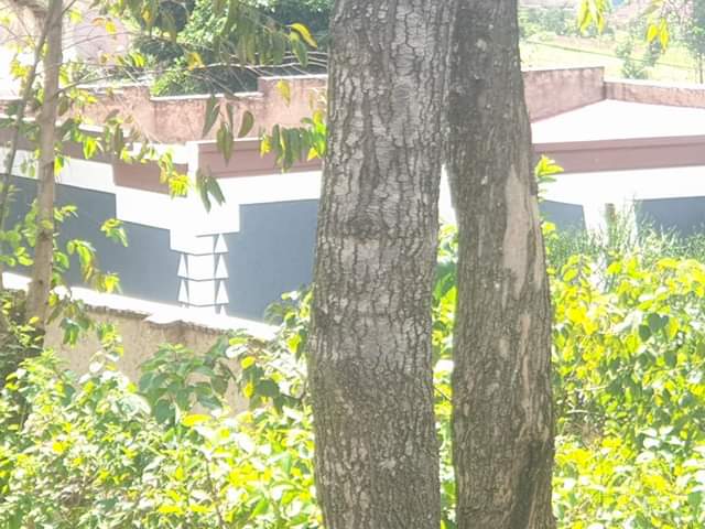 kagugu accommodation