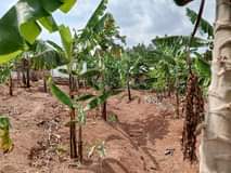 A picture of 57 Decimals with banana plantation available for sale in Nakawuka